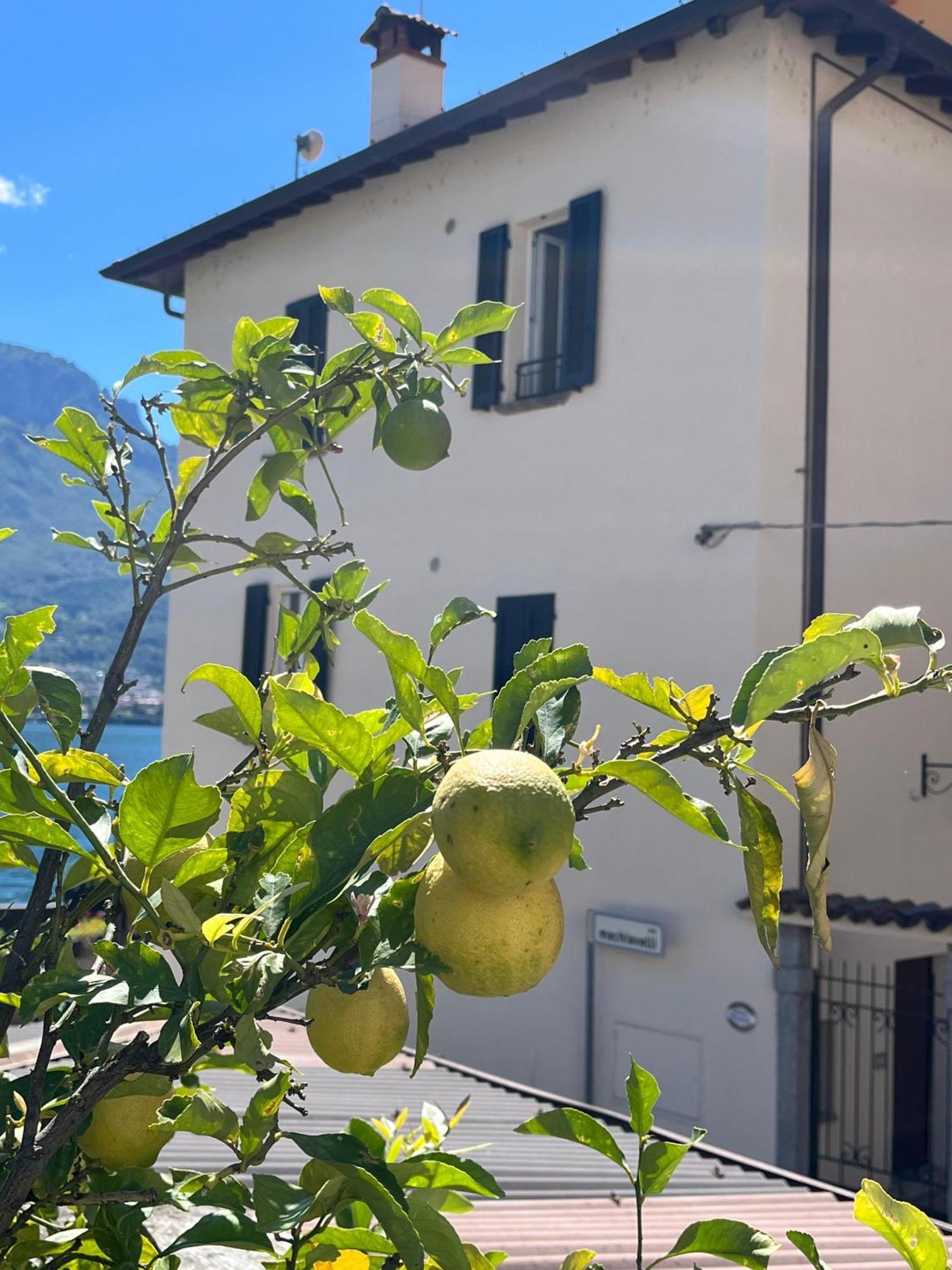 Domus Graziana - Lake Front Oliveto Lario Dış mekan fotoğraf